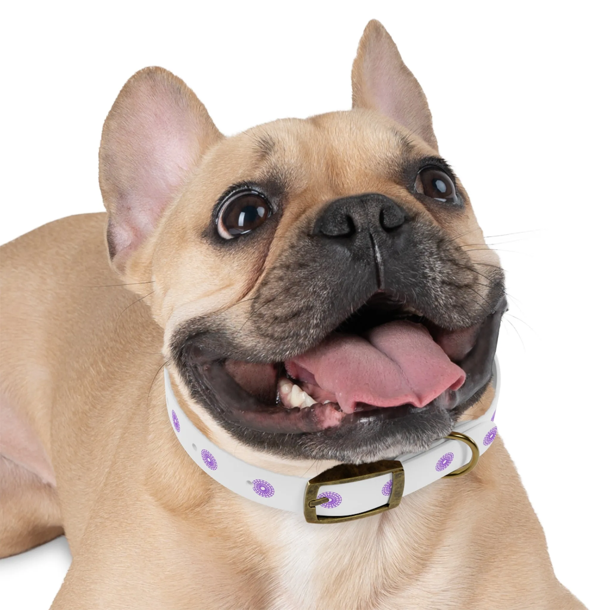 Born Mystics White and Purple Dog Collar