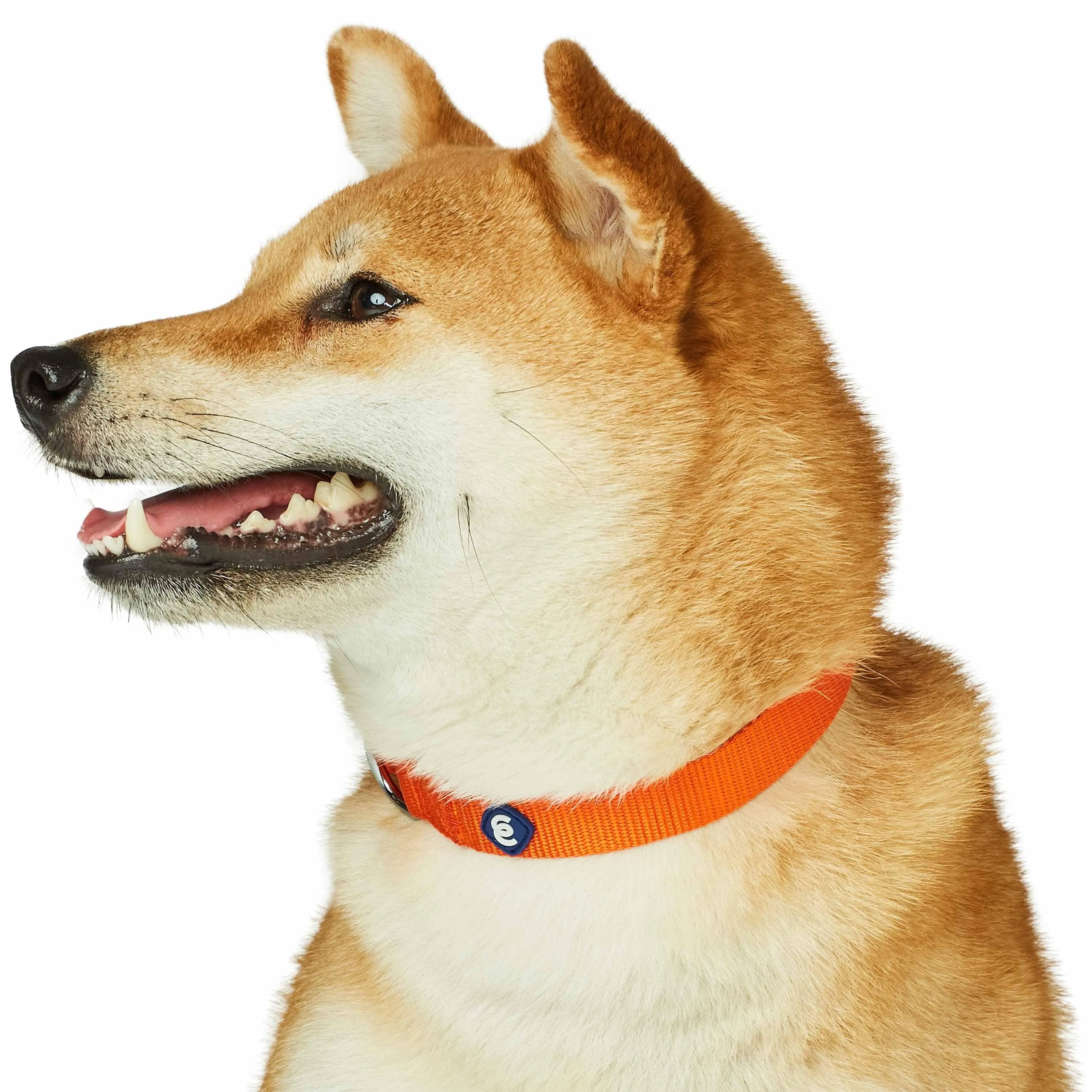 Classic Solid Color Adjustable Dog Collar, Yellow/Orange