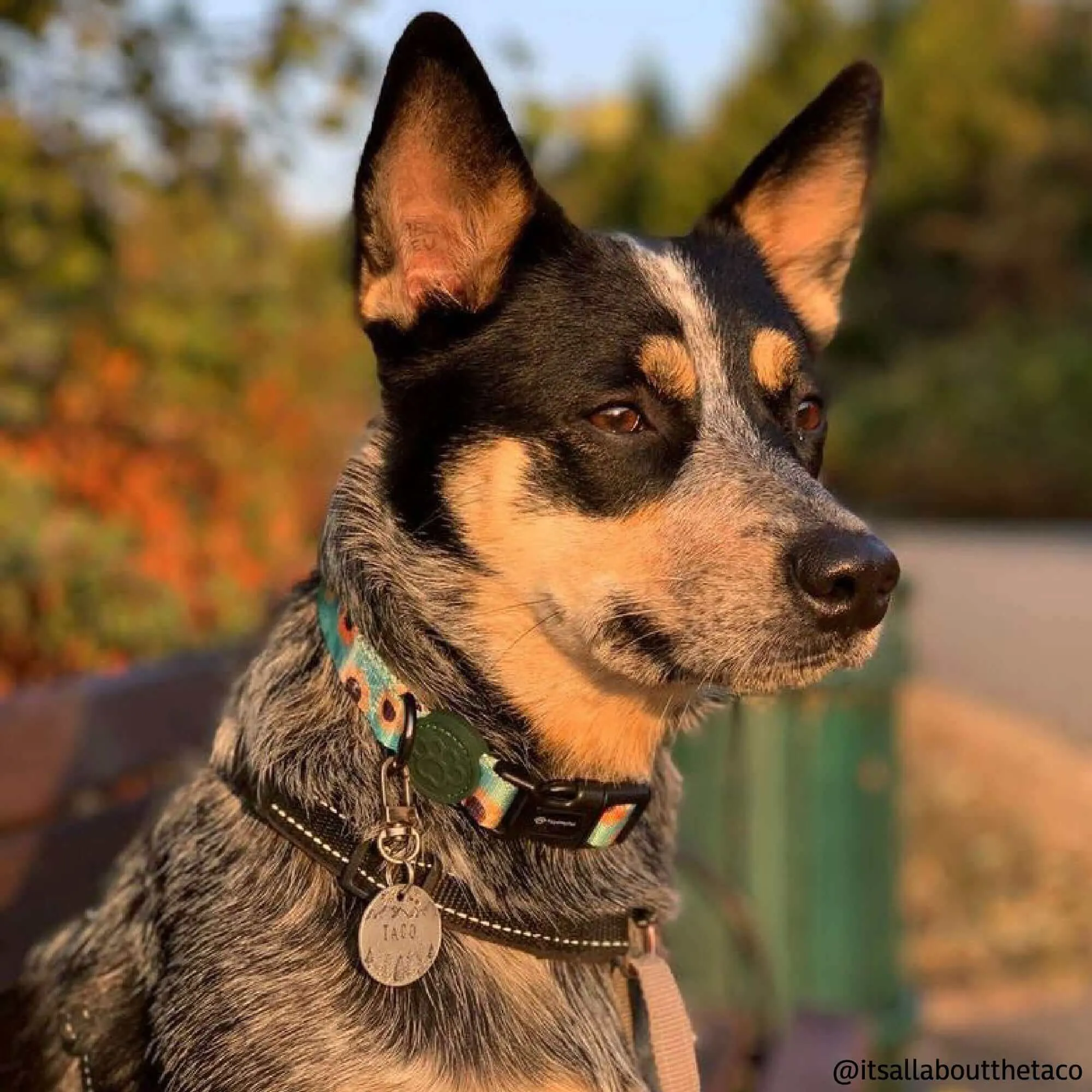 Custom Dog Collars  - Sun Flower