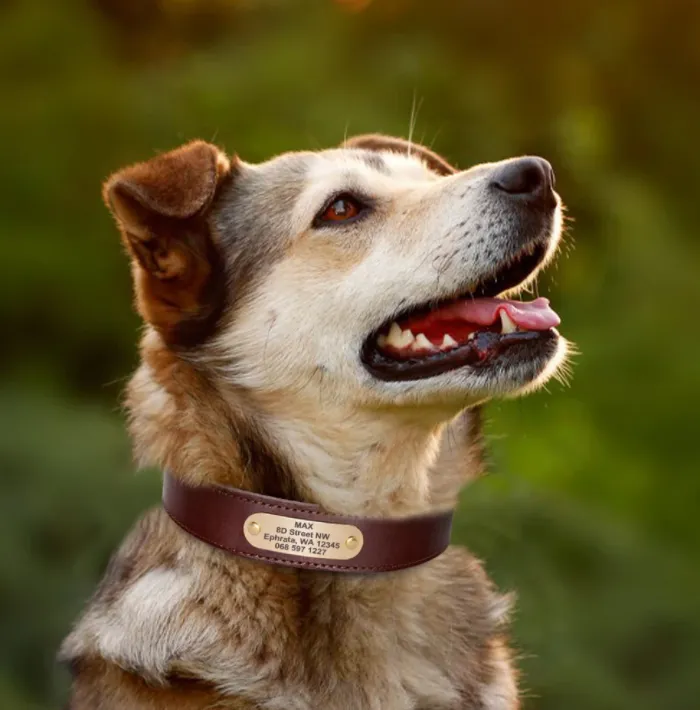 Leather Dog Collar Free Engraving Personalized Leather Collar
