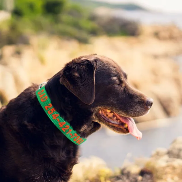 Personalized Dog Collar, Custom Collar Embroidered with Pet Name Phone Number, Pet Collar, Personalized Dog Collar, Small Medium Large Dogs