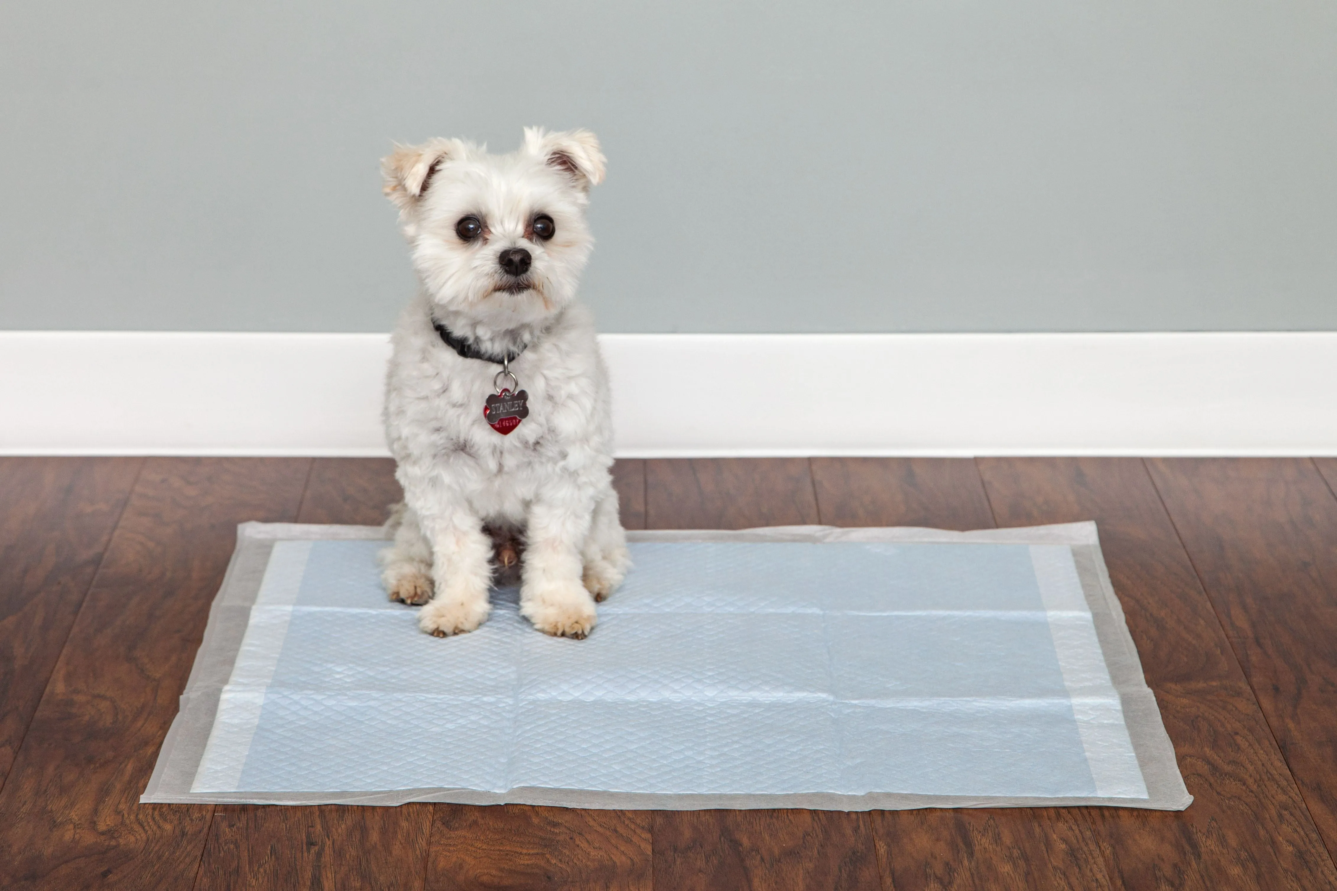Pet Training Pad - 22-inch X 23-inch