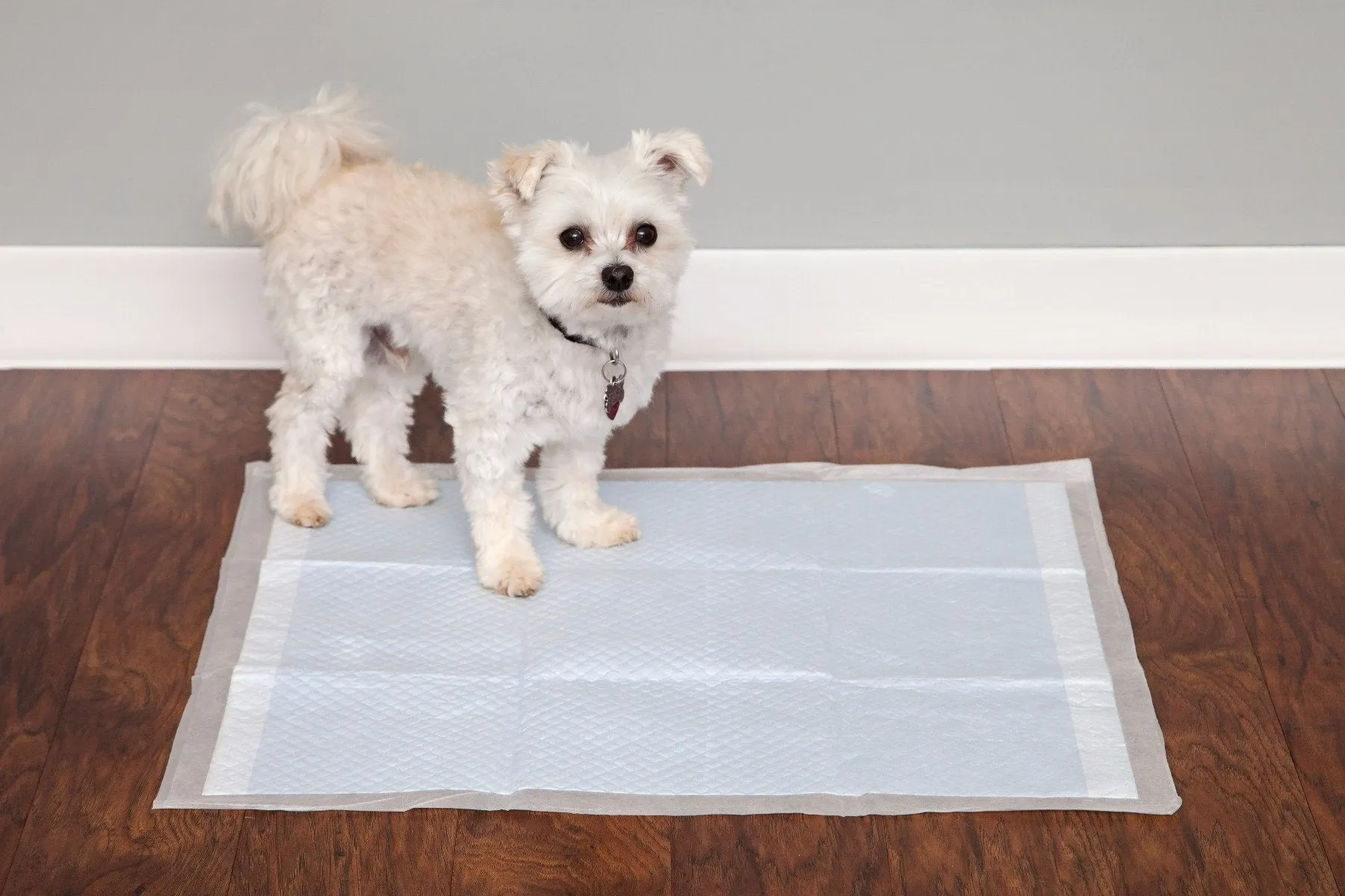 Pet Training Pad - 22-inch X 23-inch